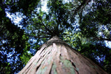 Connecting City and Nature: The Colors of Giving